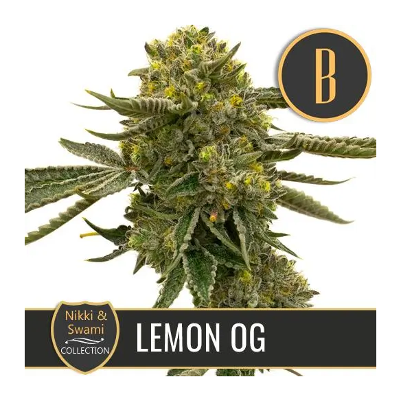 Blimburn Seeds Nikki & Swami's Lemon OG Fem X3