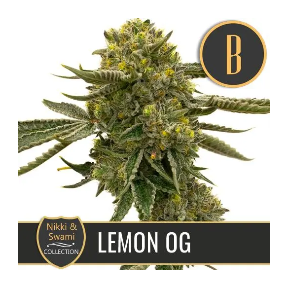 NIKKI & SWAMI'S LEMON OG FEM X3 -BLIMBURN SEEDS