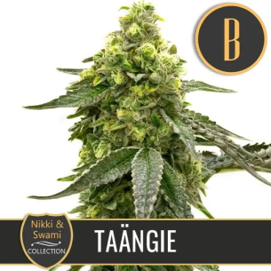 NIKKI & SWAMI'S TAÄNGIE FEM...