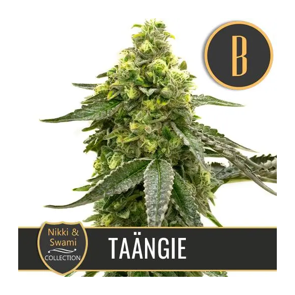 NIKKI & SWAMI'S TAÄNGIE FEM X3 -BLIMBURN SEEDS