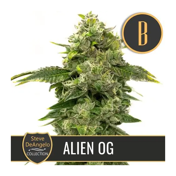 STEVE'S ALIEN OG FEM X3 -BLIMBURN SEEDS