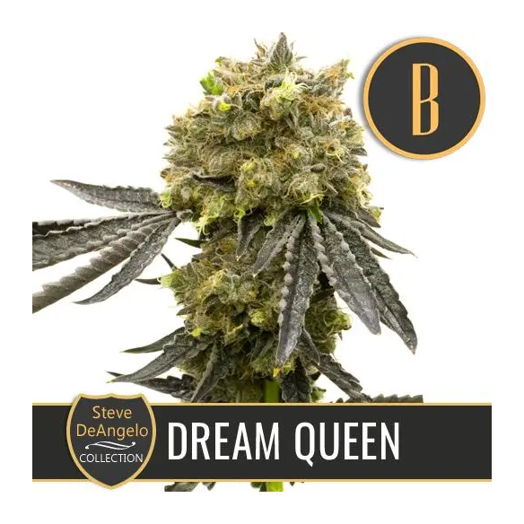 STEVE'S DREAM QUEEN FEM X3 -BLIMBURN SEEDS