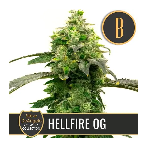 STEVE'S HELLFIRE OG FEM X3 -BLIMBURN SEEDS