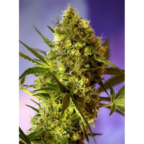 SWEET CHEESE  FEM® X3+1-SWEET SEEDS