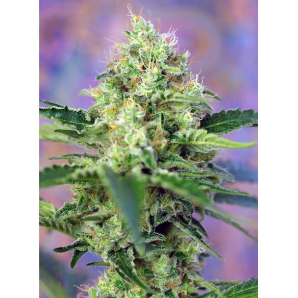 CRYSTAL CANDY  FEM® X3+1-SWEET SEEDS