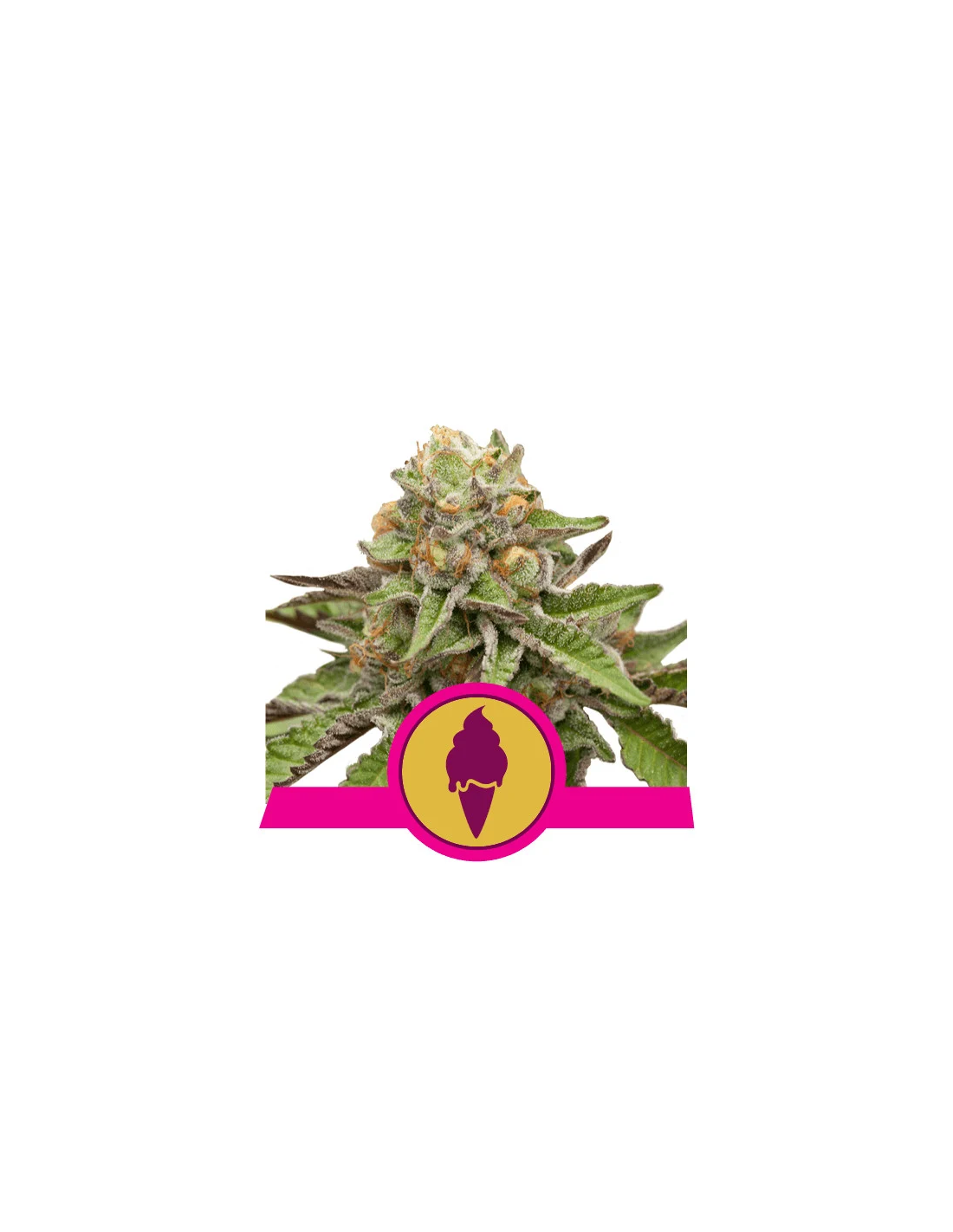 Royal Queen Seeds Green Gelato Fem X3 5288