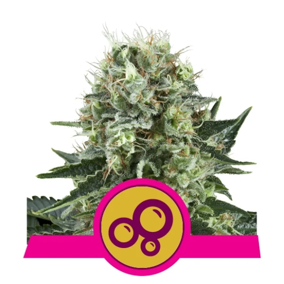 BUBBLE KUSH  FEM X3-ROYAL QUEEN SEEDS