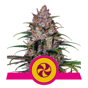 SWEET ZZ USA PREMIUM FEM...
