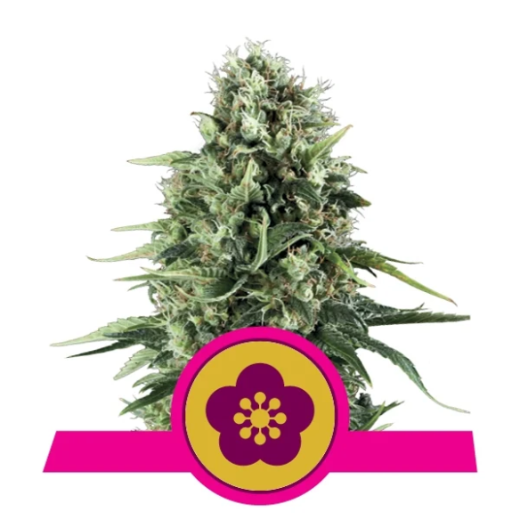 POWER FLOWER FEM X3-ROYAL QUEEN