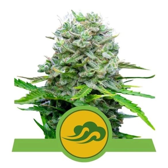 Royal Queen Seeds Royal Bluematic Auto X3