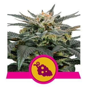 FRUIT SPIRIT FEM X3-ROYAL...