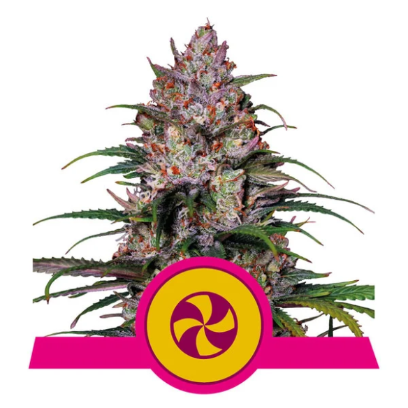 PURPLE QUEEN USA PREMIUM FEM X3-ROYAL QUEEN