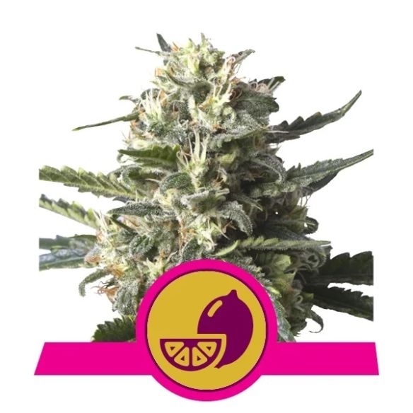 LEMON SHINING SILVER HAZE FEM X1-ROYAL QUEEN