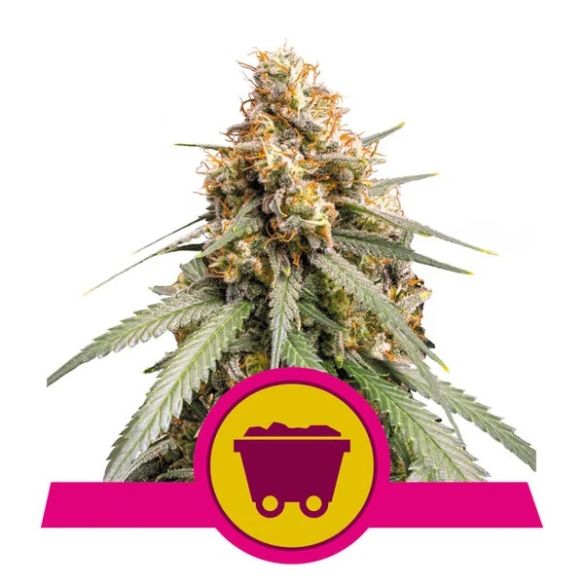 SHINING SILVER HAZE FEM X1-ROYAL QUEEN SEEDS