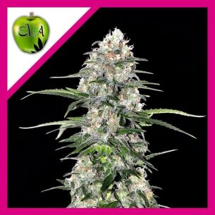 JAMAICAN DREAM FEM X100 -...