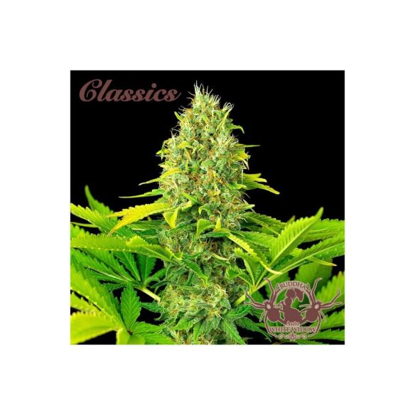 WHITE WIDOW CLASSICS AUTO X3+1-BUDDHA SEEDS