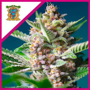 PURPLE PUNCH OG FEM®...