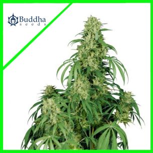CALAMITY JANE AUTO...
