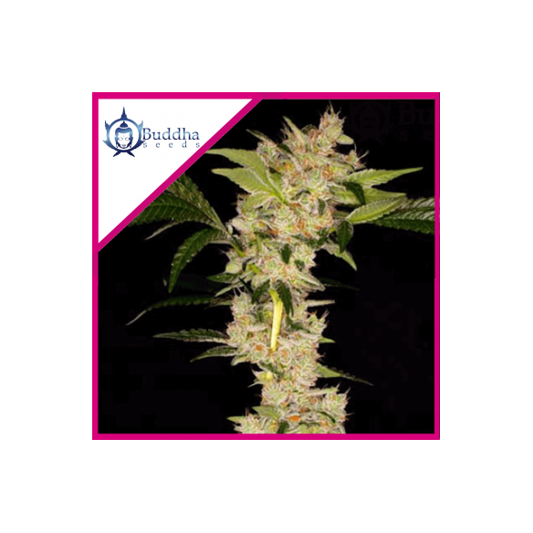 GORILA FEM X3+1 - BUDDHA SEEDS