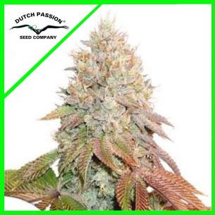 BANANA BLAZE AUTO...