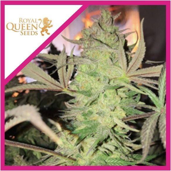 ROYAL HIGHNESS CBD FEM X3-ROYAL QUEEN SEEDS