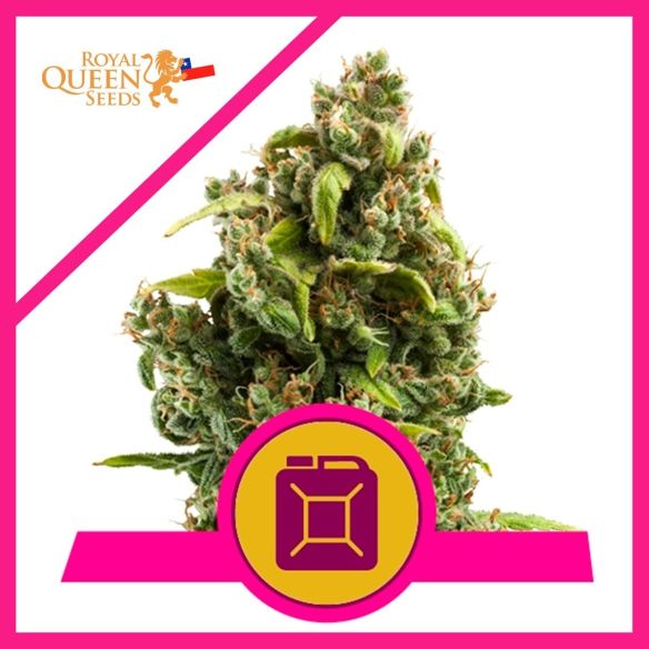 SOUR DIESEL  FEM X1-ROYAL QUEEN SEEDS