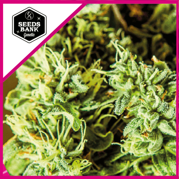 INSANE HAZE  FEM X3-SEEDS BANK