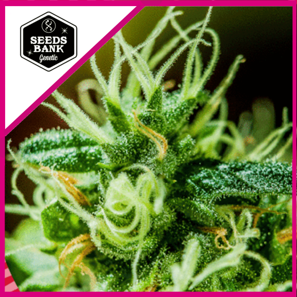 OG KUSH FEM X1-SEEDS BANK