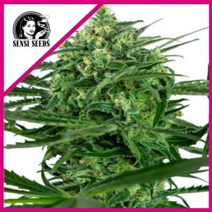 SENSI AMNESIA FEM X3-SENSI...