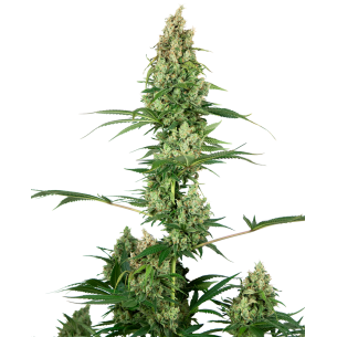 SILVER FIRE FEM X3-SENSI SEEDS