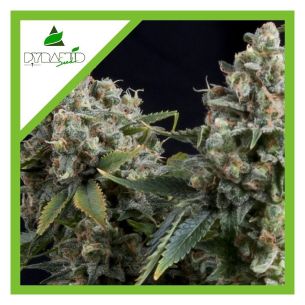 TUTANKHAMON AUTO...