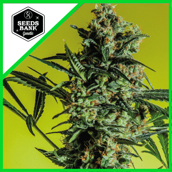 MAXI GOM AUTO X3-SEEDS BANK