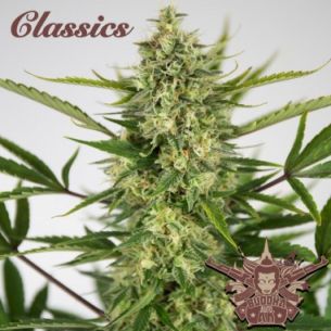 AK CLASSICS AUTO...