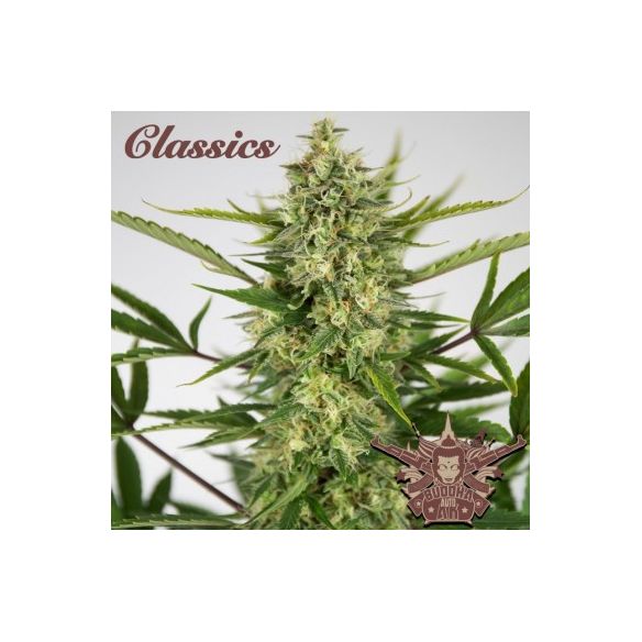 AK CLASSICS AUTO X3+1-BUDDHA SEEDS