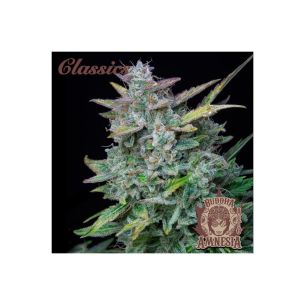 AMNESIA CLASSICS AUTO...