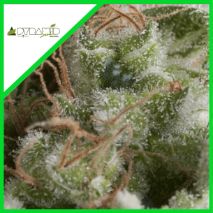 AMERICAN PIE AUTO...