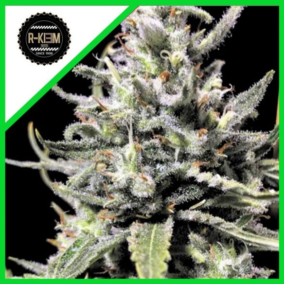 THUNDER AUTO X10-RKIEM SEEDS