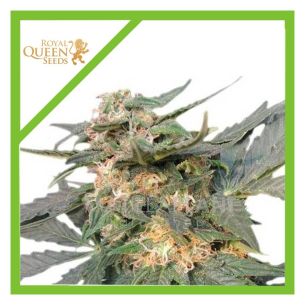 ROYAL JACK AUTO X3-ROYAL...