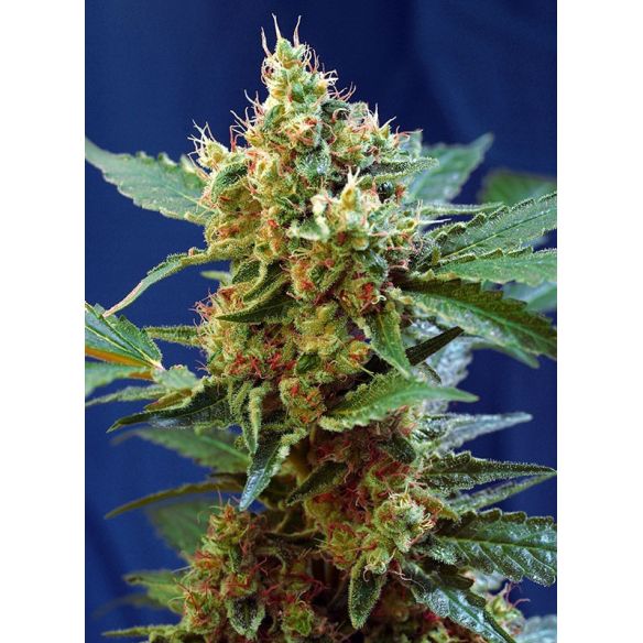 CREAM MANDARINE XL AUTO® X100-SWEET SEEDS