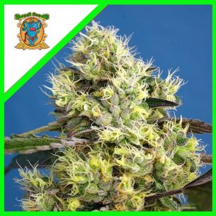 SWEET GELATO  AUTO®...