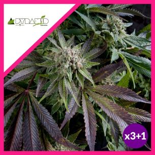 BLUE PYRAMID FEM...