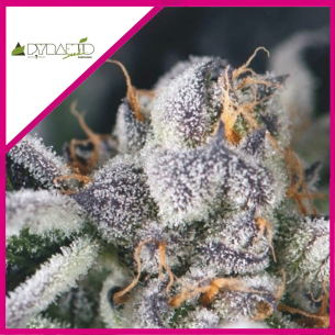COOKIES USA FEM...