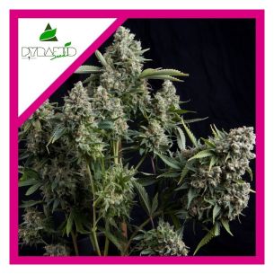 TUTANKHAMON FEM X1-PYRAMID...