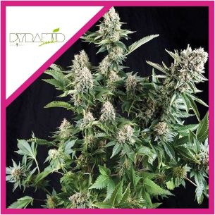 WHITE WIDOW FEM...