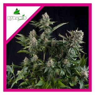 WHITE WIDOW FEM X1-PYRAMID...
