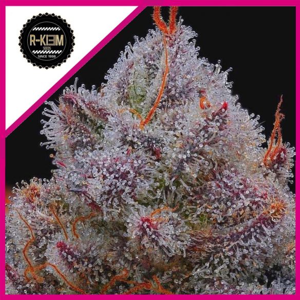 EL XUPET NEGRE FEM X10-RKIEM SEEDS