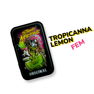 TROPICANNA LEMON FEM X3 + 1...