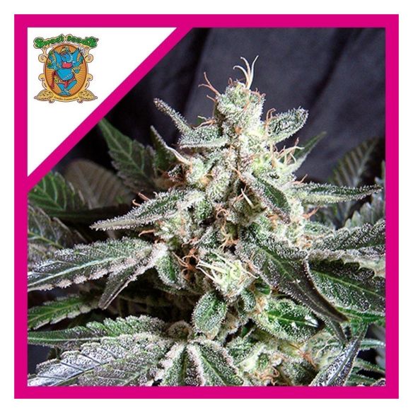 BLACK JACK  FEM® X3+1-SWEET SEEDS