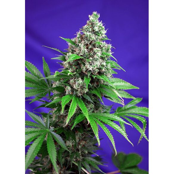 KILLER KUSH  F1 FEM® X3+1-SWEET SEEDS