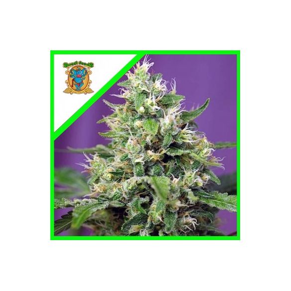 SWEET AMNESIA HAZE XL® X3+1-SWEET SEEDS